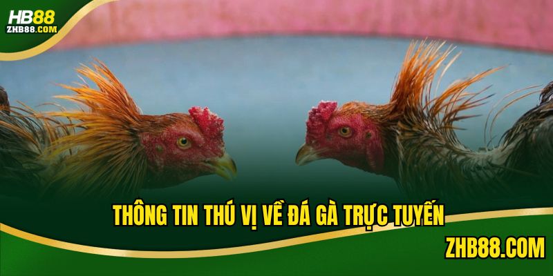 Các thông tin có thể bạn chưa biết về sân chơi đá gà trực tuyến 